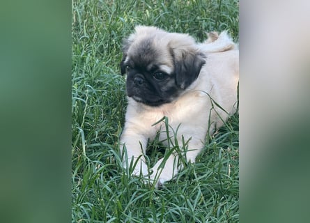 Mops Welpen  ( Altdeutsche )