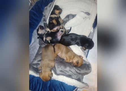 Süße Chorkie-Welpen black and tan & beige MIX !!!