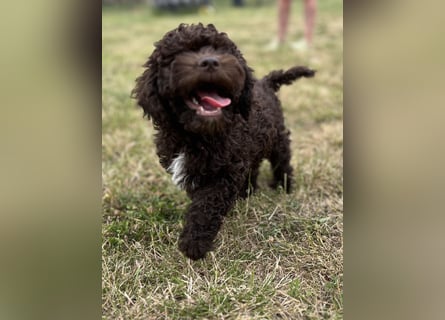 Lagotto Romagnolo – Hochwertige Welpen aus der registrierten Zuchtstätte King of the Truffles
