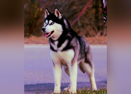 FCI Pedigree Blue Eyed Black & White Siberian Husky Champion Puppy