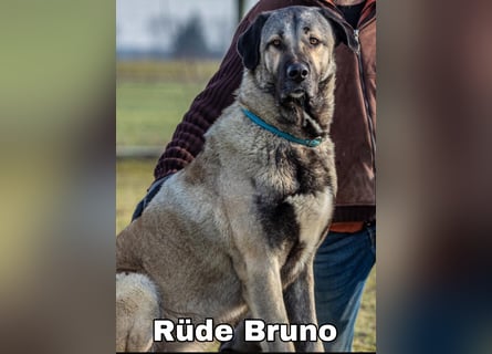 Kangal-Welpen suchen liebevolles Zuhause