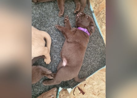 Ein brauner Labradorwelpe (Hündin) in liebevolle Hände abzugeben.