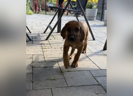 Rhodesian Ridgeback Welpen