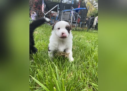 Mini Aussie - Miniature American Shepherd