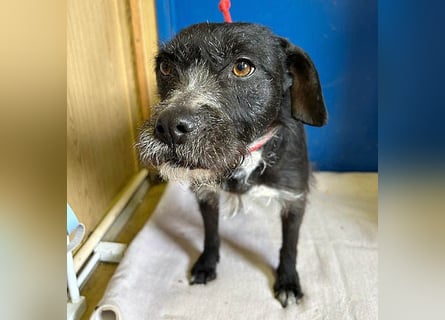 (R) ❤️ liebe Schmusemaus LUCY - 8,5 Jahre, 45cm/18kg - Schnauzer-Mix