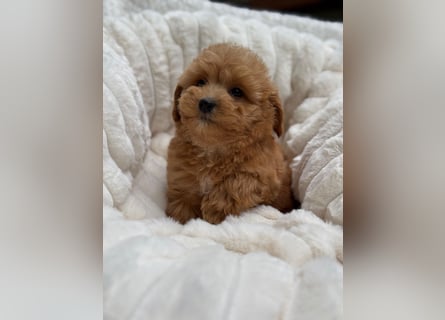 Maltipoo Malteser Toy Pudel Mix Welpen