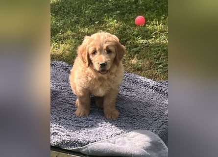 Goldendoodle mini Medium Doodle Abgabe an Pfingsten