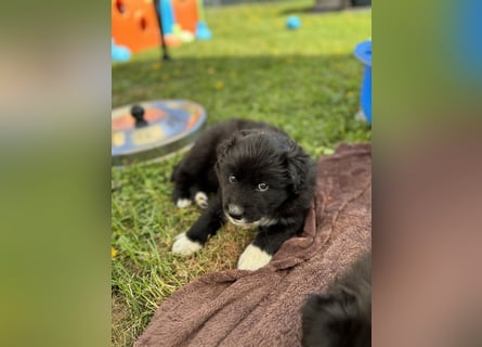 Australian Shepherd Welpen in  Black Bi
