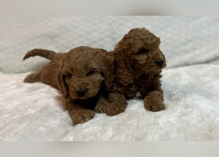 Cockerpoo/Cockapoo Welpen zu verkaufen