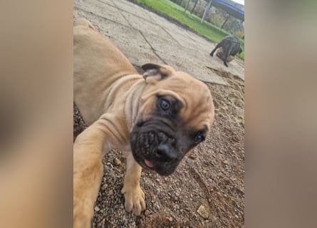 Cane corso mastiff mix 