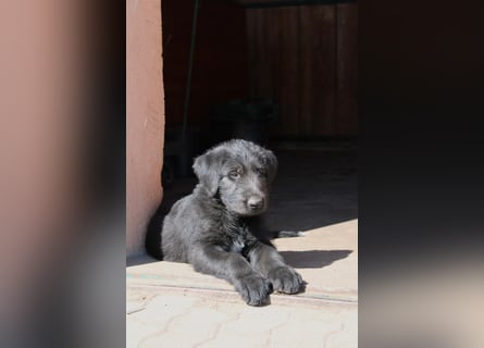 Irische Wolfshunde/ Irish Wolfhound Welpen