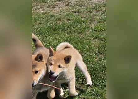 Shiba inu Welpen.   vom Haus Joe   ,Liebhaberzucht