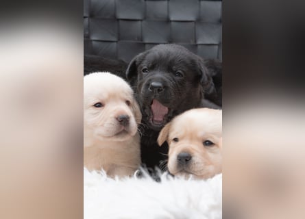 Wunderschöne Labrador Welpen sind noch frei!