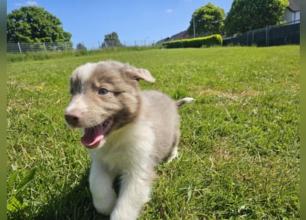 Border Collie Welpen -  Rüden