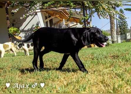 Adam, Ajax und Timmy suchen ein Zuhause