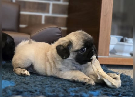 Mops Welpen  ( Altdeutsche )