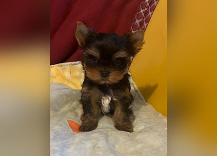 Yorkshire Terrier Welpen black and tan mit Ahnentafel
