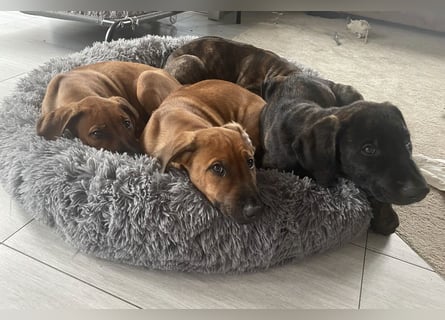 Rhodesian Ridgeback Malinois Welpe sucht seine Familie