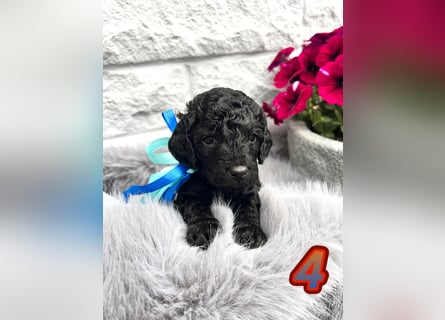 Wunderschöne Cockapoo/Cockerpoo Welpen