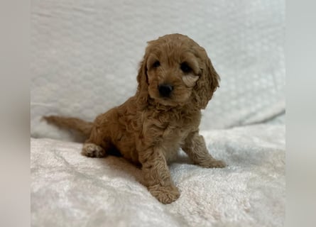 Cockerpoo/Cockapoo Welpen zu verkaufen