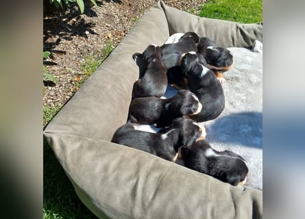 Schweizer Sennenhund Welpen
