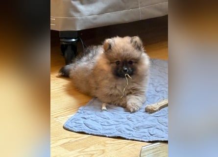 Reinrassige Pomeranian (Zwergspitz) Teddy-Hündin ab sofort abzugeben