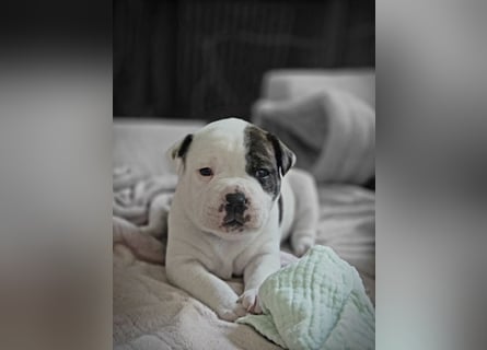 American Bulldog Welpen aus Hybrid/Standard Verpaarung ab Mitte Juni abzugeben, www.cocodin-bulls.de