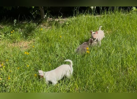 Chihuahua Welpen reinrassig Rüde Mai2025