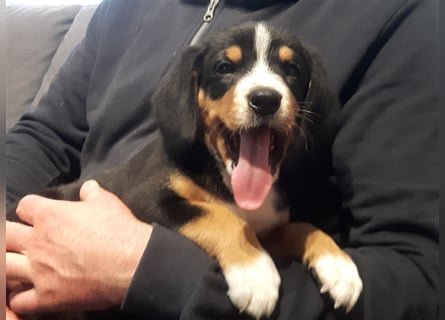 Entlebucher Sennenhund-Welpen "vom Zwergenstübchen" mit Ahnentafel