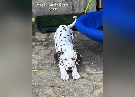 Bezaubernde kleine Dalmatinerdame