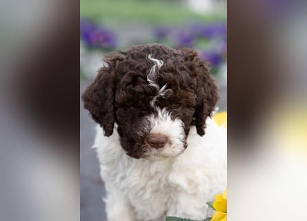 Lagotto Romagnolo Welpen, 6 Welpen suchen ein Zuhause
