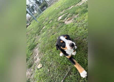 Entlebucher Sennenhundwelpen