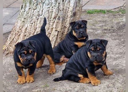 Bullpeiwelpen, Mischling aus englischer Bulldogge und Sharpei/Shar-Pei