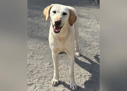 Liebe Labi-Mix-Schnute ♥ Chica ♥ wartet darauf gesehen zu werden