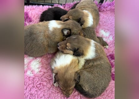 Wundervolle Collie-Welpen aus liebevoller VDH-Zucht suchen ein liebevolles Zuhause