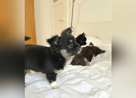 Fröhliche Chihuahua-Hùndin