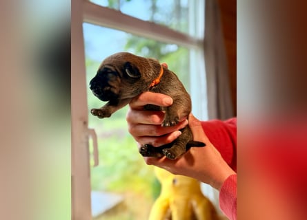 Wurf Cane Corso/Flat & Broholmer
