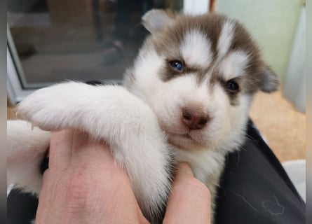 Husky Welpen 3 Rüden suchen ein Zuhause ab Mai
