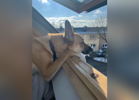 Mica, 3 Jahre, sucht ein neues Zuhause