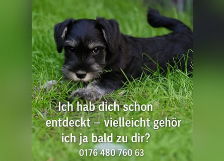 Zwergschnauzer Welpe schwarz silber  darf sofort ins neue Zuhause