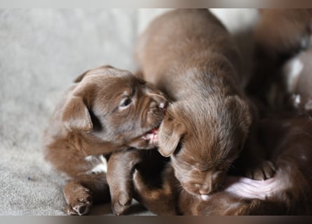 Aussiedor Aussiedorwelpe Welpe Australien Shepherd x Labrador