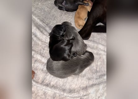 Labradorwelpen