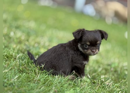 Wir haben aktuell Welpen. 2 Chihuahua Mädels