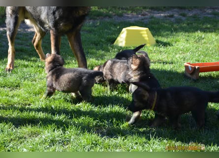 Dunkelgraue Schäferhunde aus Kör-u.Leistungzucht