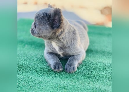 Fluffy Französische Bulldogge
