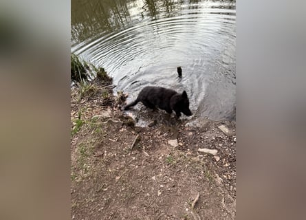 Altdeutscher Schäferhundwelpe