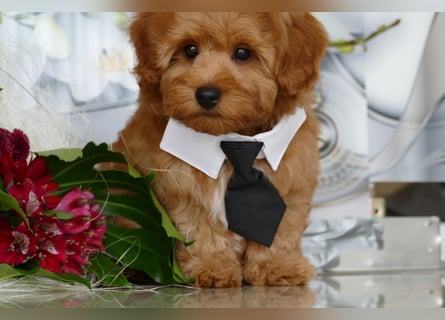 Wunderschöne Havapoo Welpen ähnlich Maltipoo (Toypudel/Zwergpudel + Havaneser)