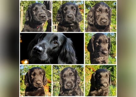C - Wurf Flat Coated Retriever 2025