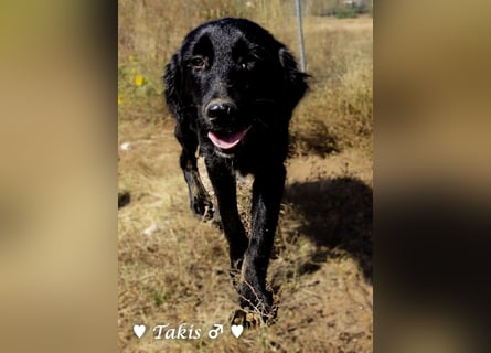Drei wunderschöne Familienhunde suchen ein Zuhause