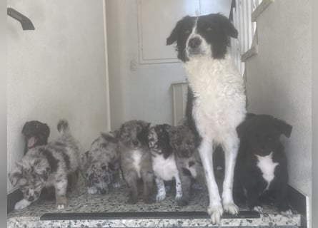 Süße Border Collie -Mudi mix Welpen